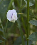 Aspen Pea 9263